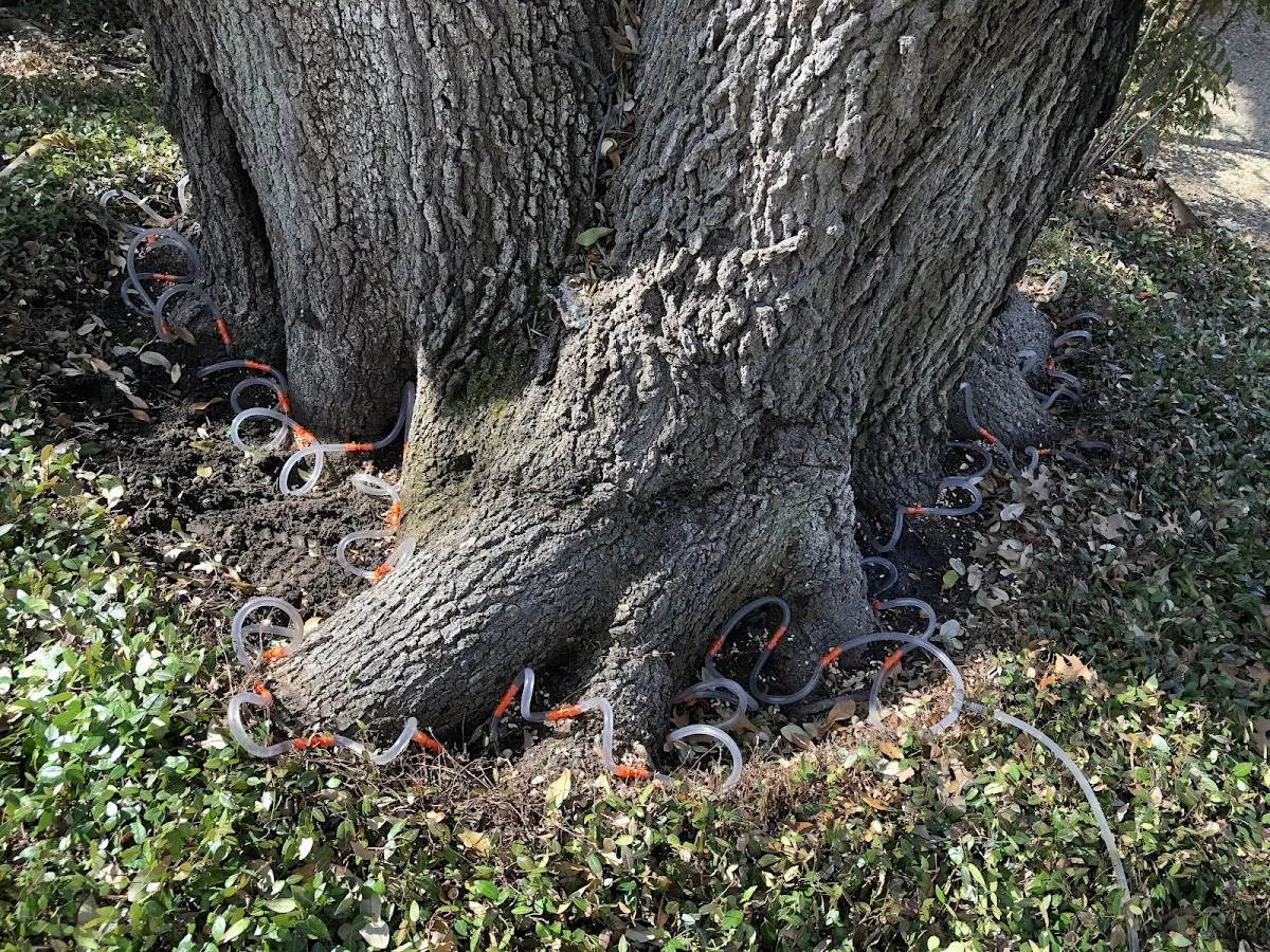 Detailed Tree Cabling and Bracing job site in Santa Fe Springs