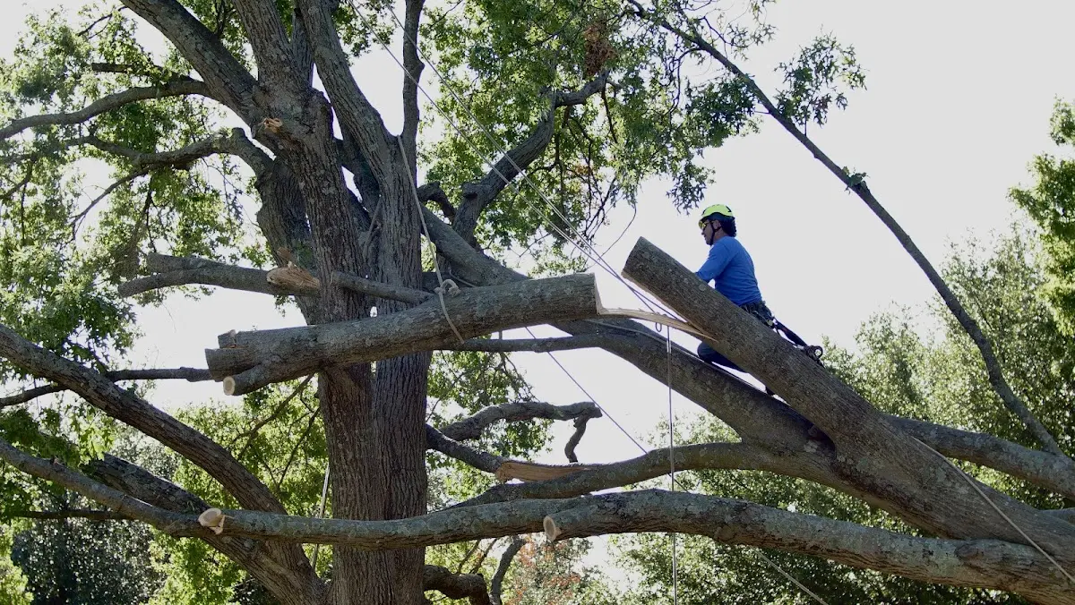 Professional Crown Thinning performed by certified arborists in Santa Fe Springs