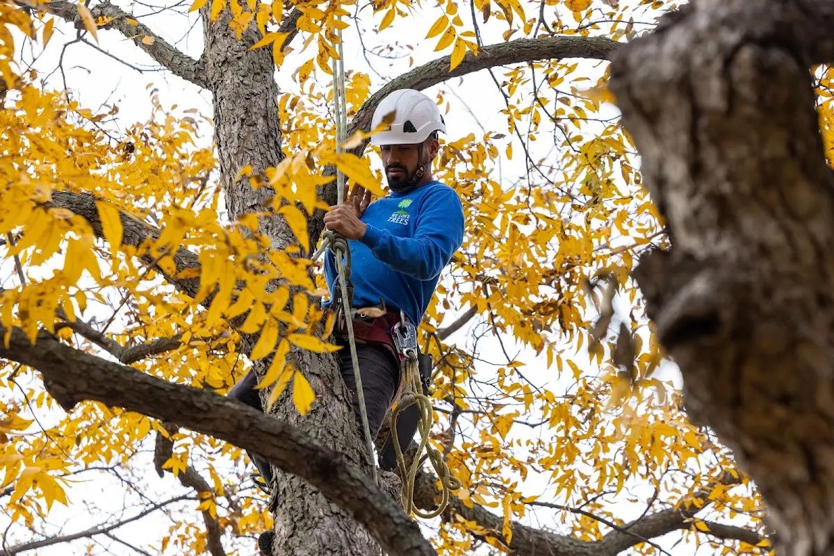 Skilled Tree Pruning crew working in Santa Fe Springs