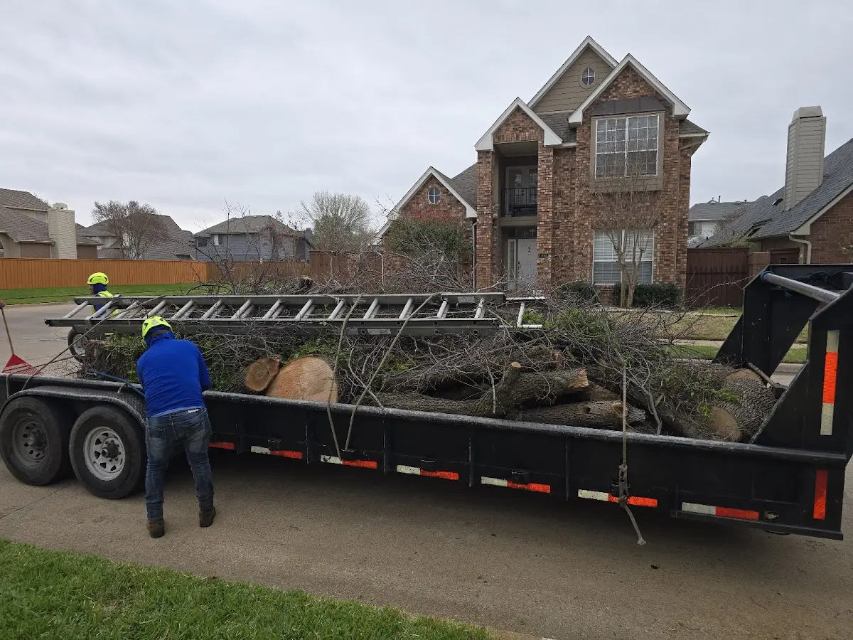 Expert Tree Fertilization with proper safety equipment in Santa Fe Springs